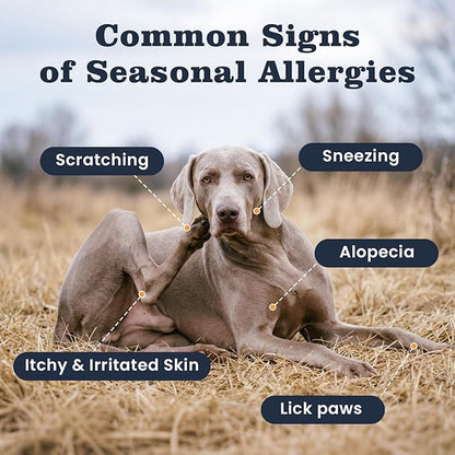 Dog Allergy Chews 200 Treats, Allergy & Itch Skin Relief Omega 3 Fish Oil Probiotics for Seasonal All Issues Allergies Skin & Hair, Gut, Immune Support-All Ages & Sizes Dogs Made in USA Chicken Flavor