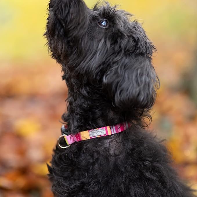 Lucky Love Dog - Adjustable Dog Collar with Easy Click Buckle for Medium, Durable, & Comfortable for Male & Female Dogs, Pet Collar for Puppies & Adult Dogs - Molly, Medium