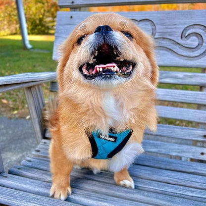 Best Pet Supplies - All Weather Plush, Reflective, No Pull Harness for Small, Medium Dogs, Cats - Secure with Hook & Loop Fastener, Buckle, Double D-Rings - Turquoise Plush, S