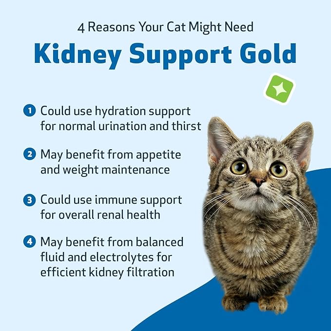 Pet Wellbeing Kidney Support Gold for Cats - Supports Normal Kidney Function & Detox, Healthy Hydration & Energy with Rehmannia & Dong Quai - NASC Certified & Vet-Formulated - 2oz Liquid Formula