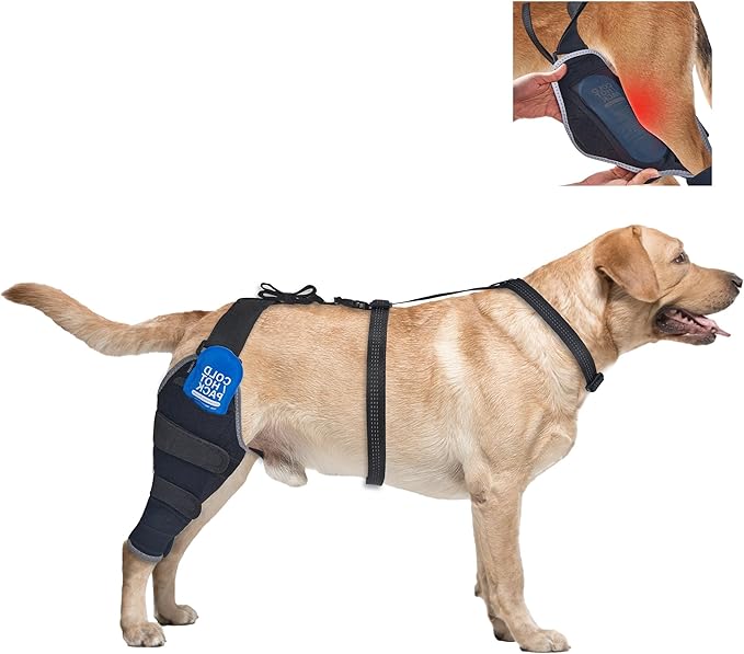 Dog Knee Brace for Torn ACL Hind Leg, Dog Leg Braces with Hot/Cold Gel Packs, Helps with Joint Stiffness and Ligament Injuries, Rear Right Leg, M
