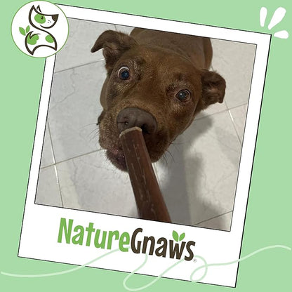 Nature Gnaws Large Bully Sticks for Dogs 11-12" (10 Count) - Thick Long Lasting for Aggressive Chewers and Large Dogs - Natural Beef Dog Chew Bones
