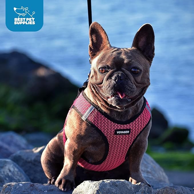 Best Pet Supplies - All Weather Mesh/Plush, Reflective, No Pull Harness for Small, Medium Dogs, Cats - Secure with Hook & Loop Fastener, Buckle, Double D-Rings - Black/Red Trim, S