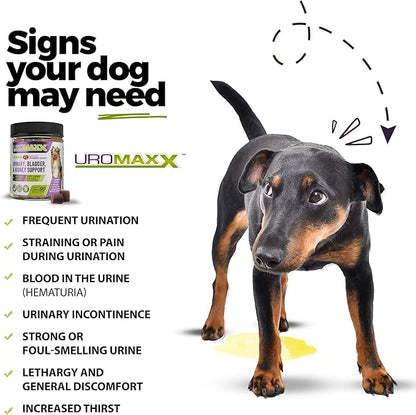 Uromaxx for Dogs, Urinary, Bladder & Kidney Support Soft Chews, All Ages & Breeds, Non GMO, Made in the USA, 90 Count, 1 Pack