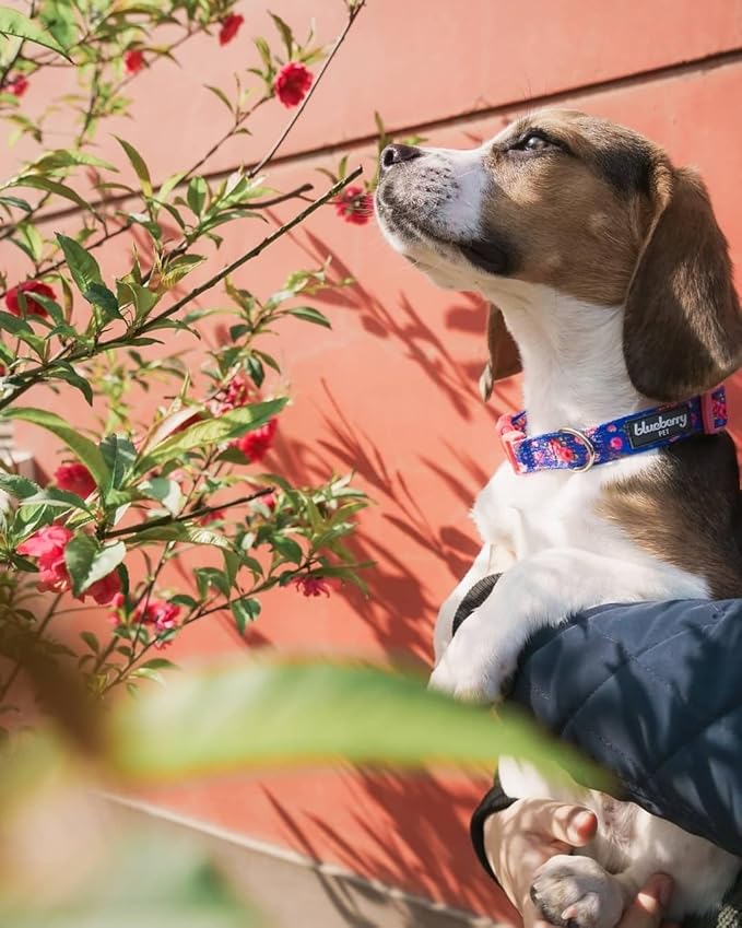 Blueberry Pet Dog Collar Rose Print, Adjustable Medium Dog Collars for Medium Dogs, Large & Small Dogs, Puppy Collar, Pink Dog Collar for Girls, Eco-Friendly, 14.5-20 in Neck