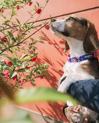 Blueberry Pet Dog Collar Rose Print, Adjustable Medium Dog Collars for Medium Dogs, Large & Small Dogs, Puppy Collar, Pink Dog Collar for Girls, Eco-Friendly, 14.5-20 in Neck