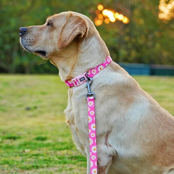 Dog Collar and Leash Set, Cute Pink Daisy Pattern, Polyester Material, 5ft Leash, for Medium Dogs.(M, Daisy Set)