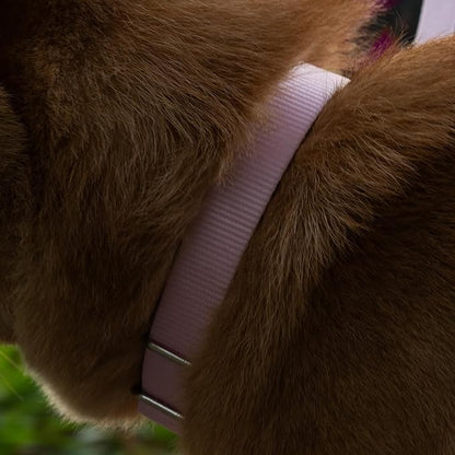 Hyhug Martingale Dog Collar Medium Pink |Escape - Proof Heavy Duty Nylon Durable No Slip, Ideal for Training & Daily Walks