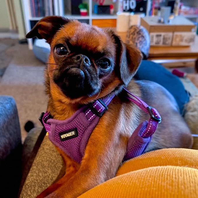 Best Pet Supplies Voyager Adjustable Step-in Flex Breathable Mesh Dog Harness for Small Medium Large Dogs Leash Set (Purple), S