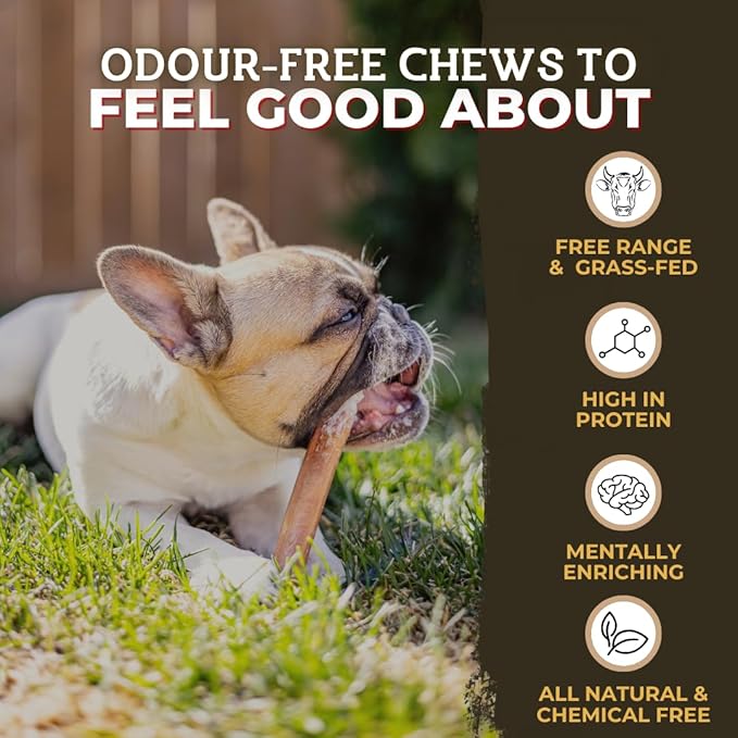 Bully Bunches All Natural 12" Standard Braided Bully Sticks - Odour Free, Rawhide Free, Chemical Free - Safe, Long Lasting Thick Beef Dog Chews - Fully Digestible Treat for Small and Medium Dogs, 6 Pk