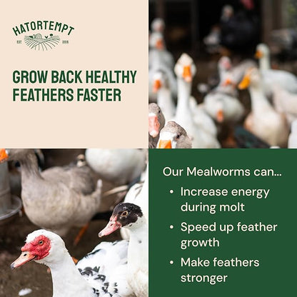 Hatortempt 2lb Dried Mealworms for Chickens - 50% Protein and 32% Essential Fats to Support Healthy Feather Growth During Molt - Organic Treats for Chickens, Ducks, Wild Birds & Reptiles