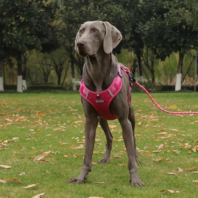 Dog Harness No Pull Adjustable Reflective,for Medium and Large Small Dog with Leash 59.06in (Fuscia, M)