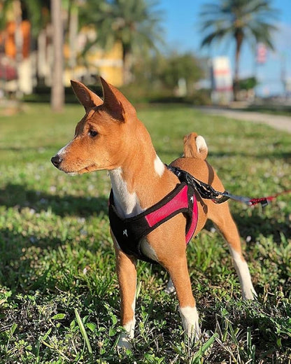 Gooby Escape Free Easy Fit Harness - Red, Medium - No Pull Step-in Patented Small Dog Harness with Quick Release Buckle - Perfect On The Go No Pull Harness for Small Dogs or Medium Dog Harness