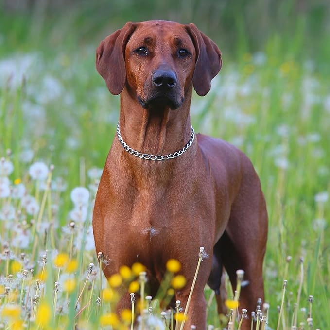 Chain Collar for Dogs, Metal Slip Link Training Heavy Duty Dog Collar Martingale Puppy Collars for XS Small Medium Large Big XL Breed Dogs (Silver, XXS