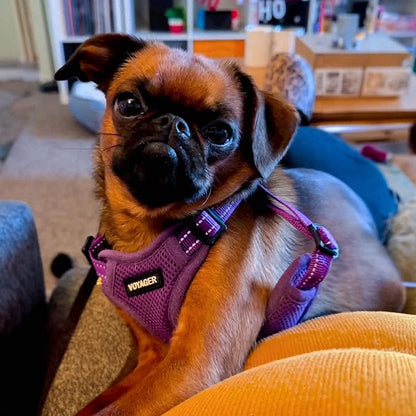 Best Pet Supplies Voyager Adjustable Step-in Flex Breathable Mesh Dog Harness for Small Medium Large Dogs (Purple), XS