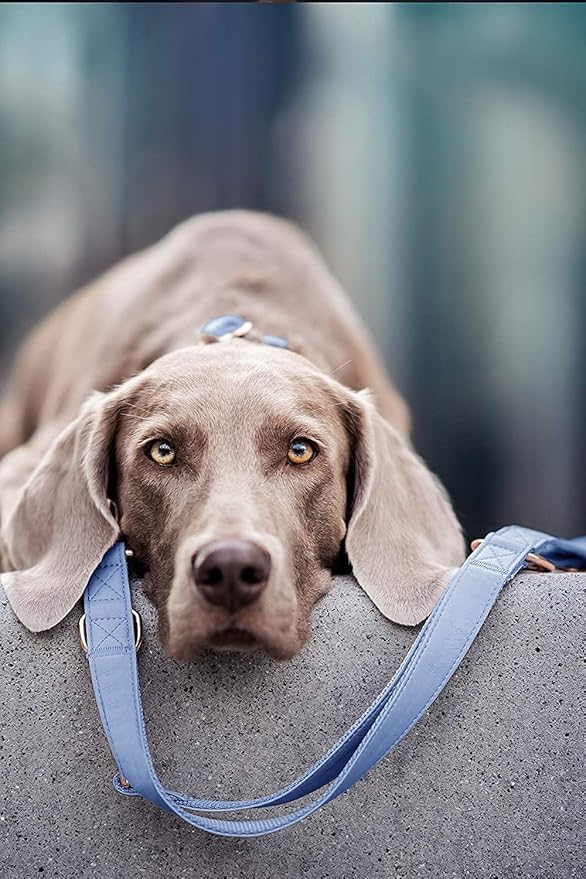 Soft Leather Dog Collar and Leash (6.6') Set - Stylish Rose Gold Heavy Duty Metal Buckle, 4 Adjustable Lengths Leash for Small Medium Large Dogs - Comfortable & Easy to Clean BluePurple L(15.4"-24.8")