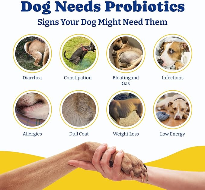 Probiotics for Dogs - Dog Probiotics for Digestive Health, Yeast, Itchy Skin, Gut Health, Immune & Skin - 6 Billion CFUs, 70 Soft Chews, Duck & Pear Flavor - with Prebiotics & Digestive Enzymes