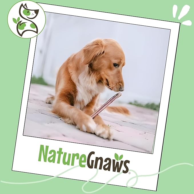 Nature Gnaws Bully Sticks for Dogs 11-12" (1Lb) - Mixed Thickness - Long Lasting for Aggressive Chewers and Large Dogs - Natural Beef Dog Chew Bones