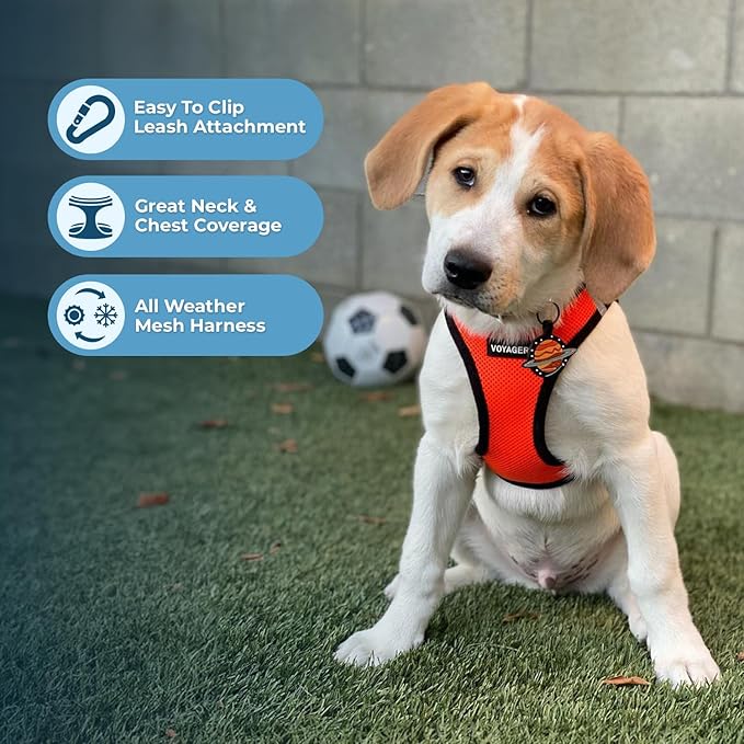 Best Pet Supplies Voyager Step-in Air All Weather Mesh Harness and Reflective Dog 5ft Leash Combo with Neoprene Handle, for Small, Medium and Large Breed Puppies - Set (Orange/Black Trim), Small