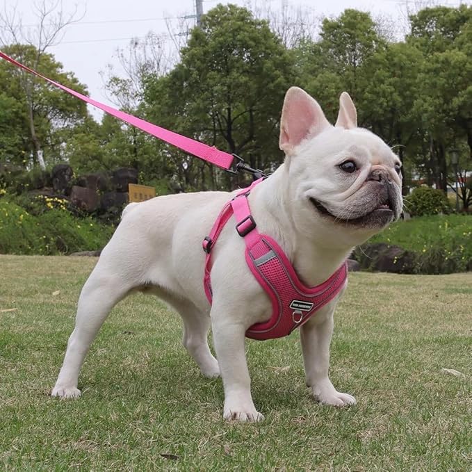 Dog Harness and Leash Set, Adjustable Triangle, Reflective Adjustable Puppy Vest, No Pull Soft Mesh Harness for Small, Medium Dogs, Cats (Fuchsia, M)