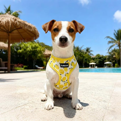 SCENEREAL Small Dog Harness and Leash Collar Set - No Pull Dog Harness for Small & Medium Sized Dogs - Soft Mesh Vest for Puppies, Chihuahua, Yorkie, Spring Summer Hiking Walking, Yellow Lemon XS