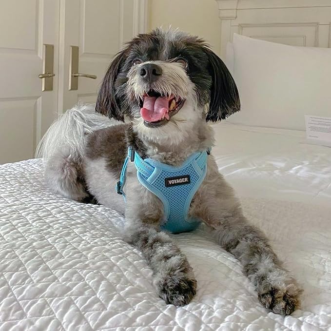 Best Pet Supplies Voyager Adjustable Step-In Flex Breathable Mesh Dog Harness for Small Medium Large Dogs (Baby Blue), L