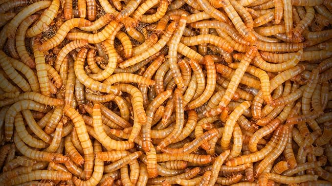 BASSETT'S CRICKET RANCH 3000 Mealworms - Live Worms for Reptiles and Birds