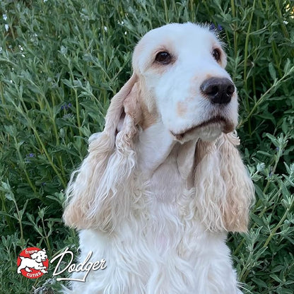 Fromm Four-Star Nutritionals Game Bird Dog Food - Premium Dry Dog Food - Turkey Recipe - 12 lb