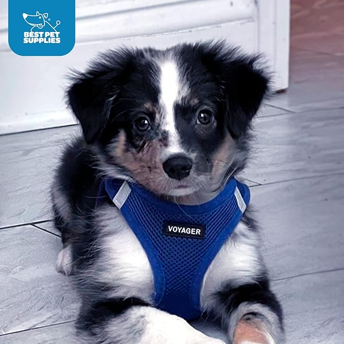 Best Pet Supplies Voyager Step-in Air Harness - All Weather Mesh, Reflective, No Pull Harness for Dogs, Cats - Secure with Hook & Loop Fastener, Buckle, Double D-Rings - Royal Blue, XXXS