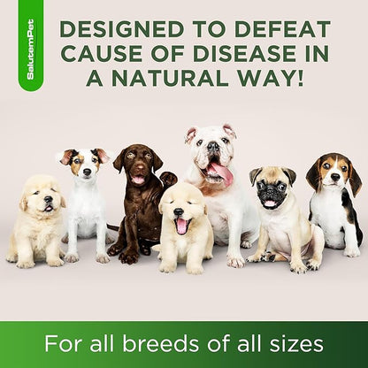 Dog Antibiotics for Infections, Cough, & Itching | Natural Antibiotics for Dogs for All Ages to Promote Wound Healing | Dog UTI Treatment and Tooth Infection Treatment | Chicken Flavor | 2 Oz