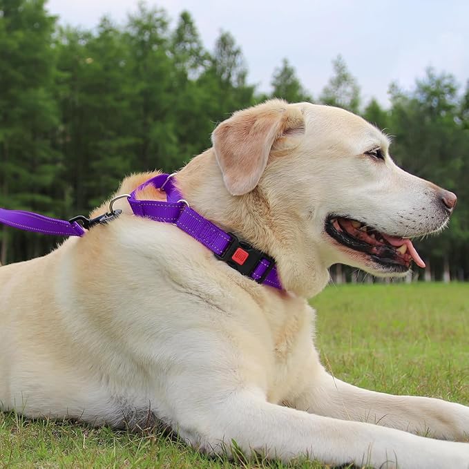 Joytale Martingale Collar for Dogs, Reflective Heavy Duty for Safety, Quick Release Buckle, Adjustable Nylon Collars for Small Dogs Walking Training, Purple, S