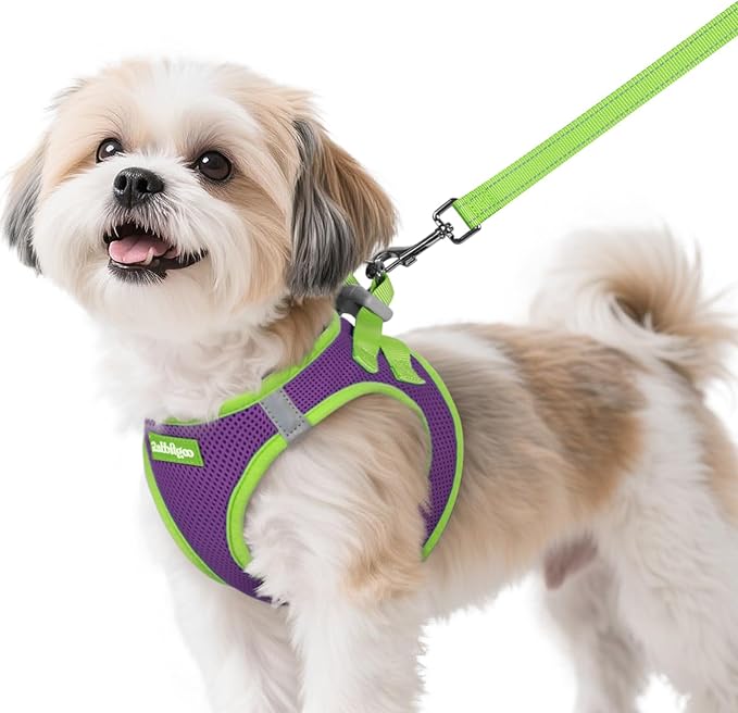rabbitgoo Dog Harness Small Sized and Leash Set, Step-in Breathable Pet Harness, Soft Walking Reflective Puppy Vest for Small Dogs, Purple & Green, S