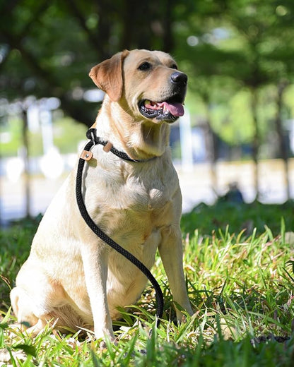 lynxking 6 FT Dog Leash Slip Lead 2 Pack Strong Heavy Duty Braided Dog Training Leash No Pull Training Lead Leashes for Medium Large and Small Dogs