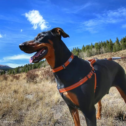 Coastal Pet K9 Explorer Reflective Adjustable Dog Collar - Comfortable Collar for the Outdoors - Durable, Lightweight Accessory with Side-Release Buckle - Fern, 5/8" x 8-12"
