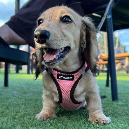Best Pet Supplies Voyager Step-in Air All Weather Mesh Harness and Reflective Dog 5ft Leash Combo with Neoprene Handle, for Small, Medium and Large Breed Puppies - Set (Pink Base), X-Large