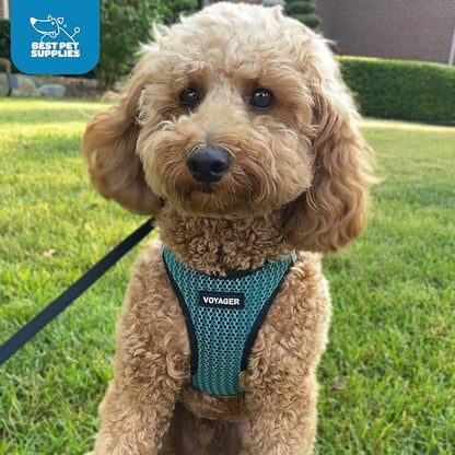 Voyager Step-in Air Dog Harness - All Weather Mesh, Reflective, No Pull Harness for Small, Medium Dogs, Cats - Secure with Hook & Loop Fastener, Buckle, Double D-Rings - Turquoise 2-Tone, XS