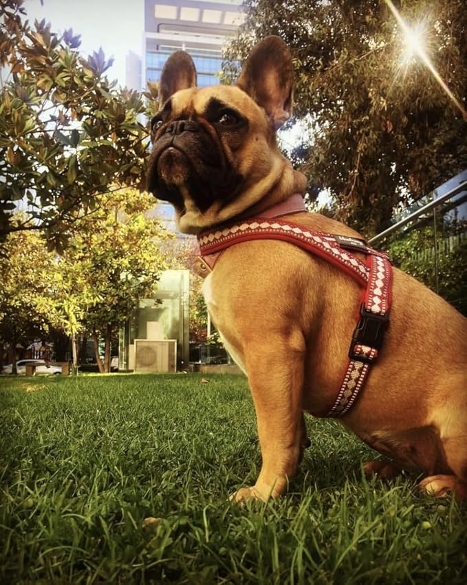 Blueberry Pet 4 Colors Soft & Comfy 3M Reflective Jacquard Padded Dog Harness, Chest Girth 30" - 38.5", Pink, Large, Adjustable Harnesses for Dogs