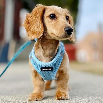 Best Pet Supplies Voyager Step-in Air All Weather Mesh Harness and Reflective Dog 5ft Leash Combo with Neoprene Handle, for Small, Medium and Large Breed Puppies - Set (Baby Blue), XXX-Small