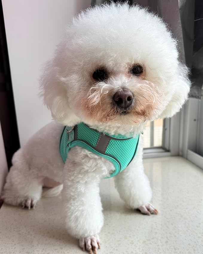Solmoony Dog Harness for Small Medium Dogs No Pull, Puppy Harness and Leash Set, Puppy Harness, Step in Harness for Small Dogs,mesh Dog Harness. (Green, L)