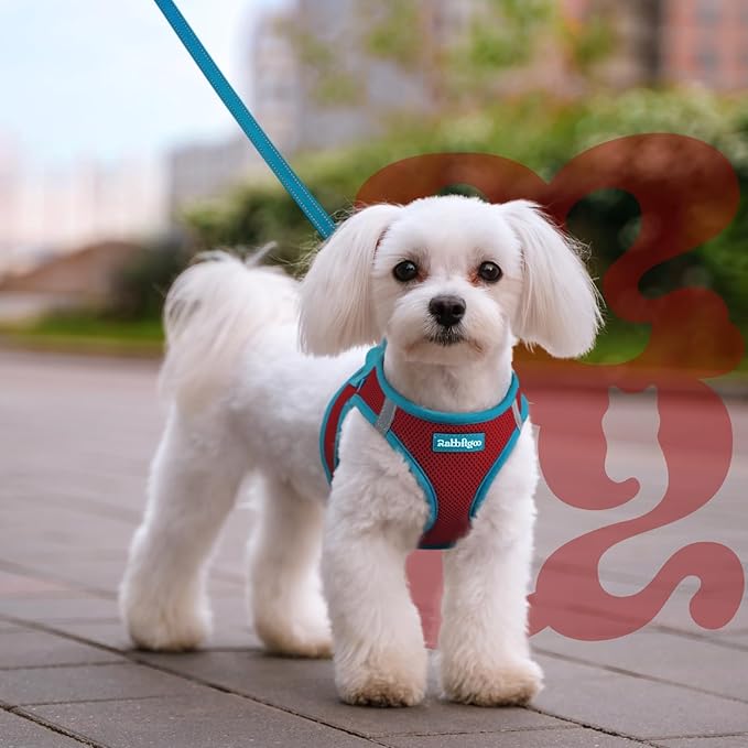rabbitgoo Dog Harness Small Sized and Leash Set, Step-in Breathable Pet Harness, Soft Walking Reflective Puppy Vest for Small Dogs, Red & Teal, L