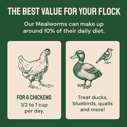 Hatortempt Bulk Dried Mealworms - 10 Lb Bag - Non-GMO Dried Mealworms for Chickens, Ducks & Wild Birds - High-Protein Chicken Feed & Bird Food