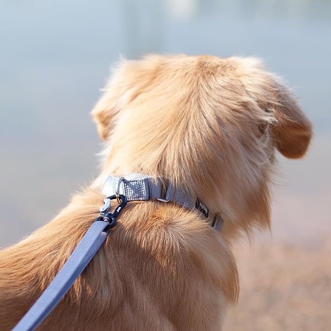 Hyhug Martingale Dog Collar Medium Gray |Escape - Proof Heavy Duty Nylon Durable No Slip, Ideal for Training & Daily Walks