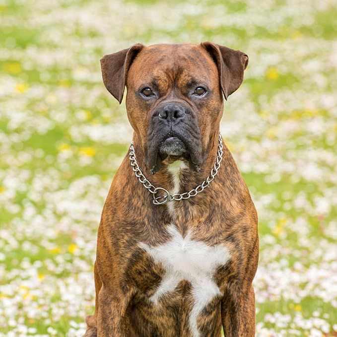 Chain Collar for Dogs, Metal Slip Link Heavy Duty Dog Martingale Collar Training Puppy Collars for Small Medium Large Big XL Breed Dogs, Silver M