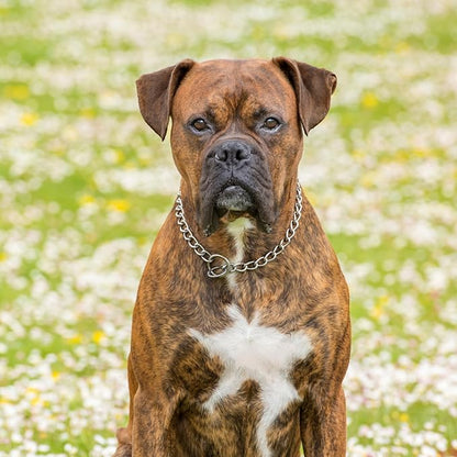 Chain Collar for Dogs, Metal Slip Link Heavy Duty Dog Martingale Collar Training Puppy Collars for Small Medium Large Big XL Breed Dogs, Silver M