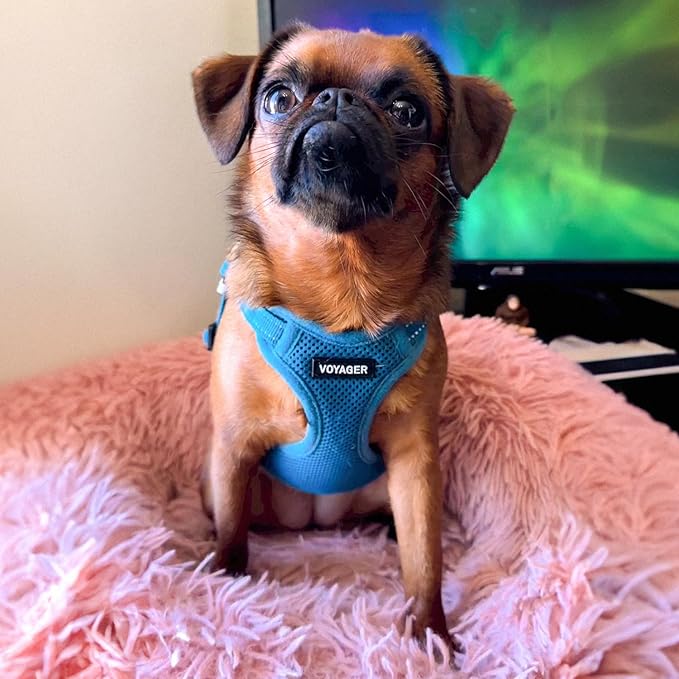 Best Pet Supplies Voyager Adjustable Step-in Flex Breathable Mesh Dog Harness for Small Medium Large Dogs (Turquoise), L
