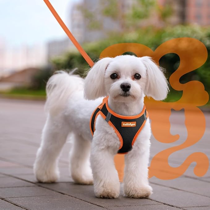 rabbitgoo Dog Harness Small Sized and Leash Set, Step-in Breathable Pet Harness, Soft Walking Reflective Puppy Vest for Small Dogs, Black & Orange, M