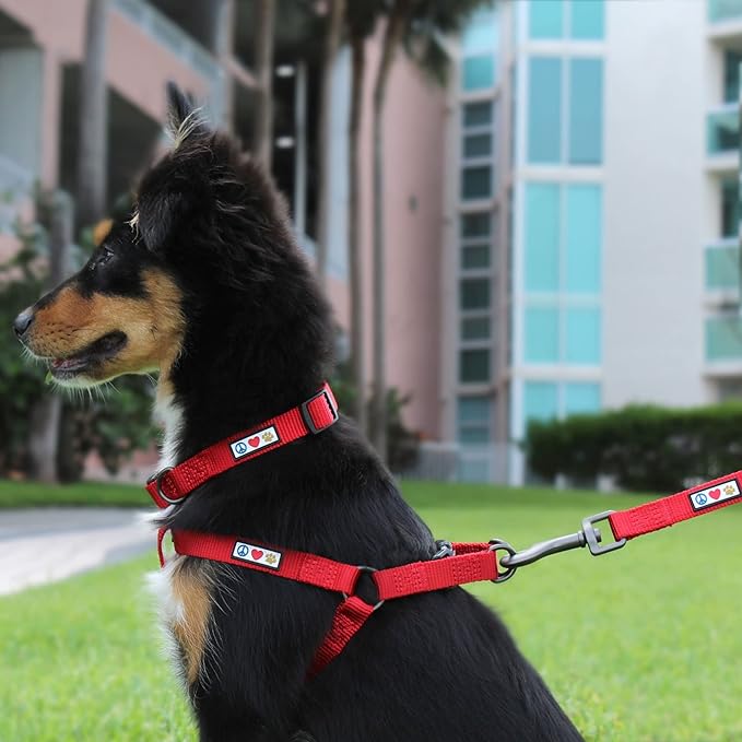 Pawtitas Solid 6 ft Millennial Pink Dog Leash XS/S Custom Name and Phone Embroidery Strong Nylon Leash for Small Breeds
