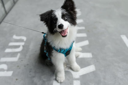 Voyager Dog Harness Dual Leash Attachment No-Pull Control Adjustable Soft but Strong Pet Harness for Medium and Large Dogs with 3M Reflective Technology, Turquoise Nylon, S (Chest: 16-20")
