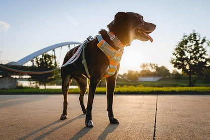 Ruffwear, Front Range Dog Collar, Adjustable Tubelok Webbing, Lightweight, Side Release Buckle, Aluminum V-Ring, Durable for Everyday Use, Basalt Gray, 14"-20"