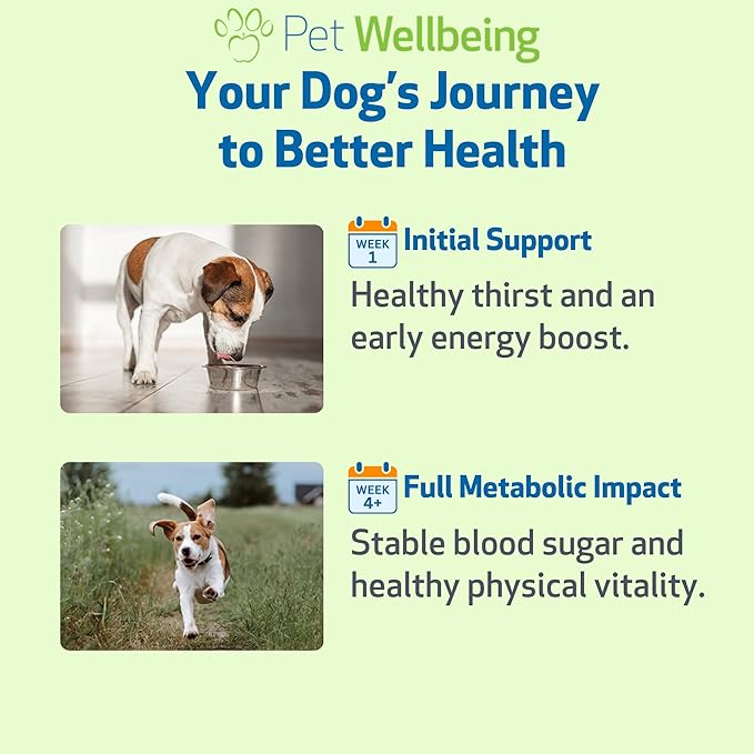 Pet Wellbeing Blood Sugar Gold Dogs - Holistic Blood Sugar Support, Pancreas & Liver Health, Gymnema, Fenugreek & Devil’s Club - NASC Certified & Vet-Formulated - 2 oz Liquid